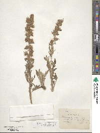 Phacelia sericea image