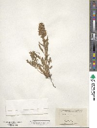 Phacelia sericea image