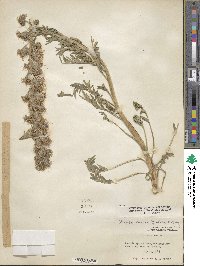 Phacelia sericea image