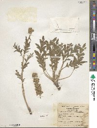 Phacelia sericea image