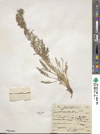 Phacelia sericea image