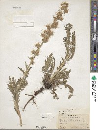 Phacelia sericea image