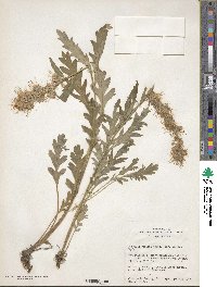 Phacelia sericea image