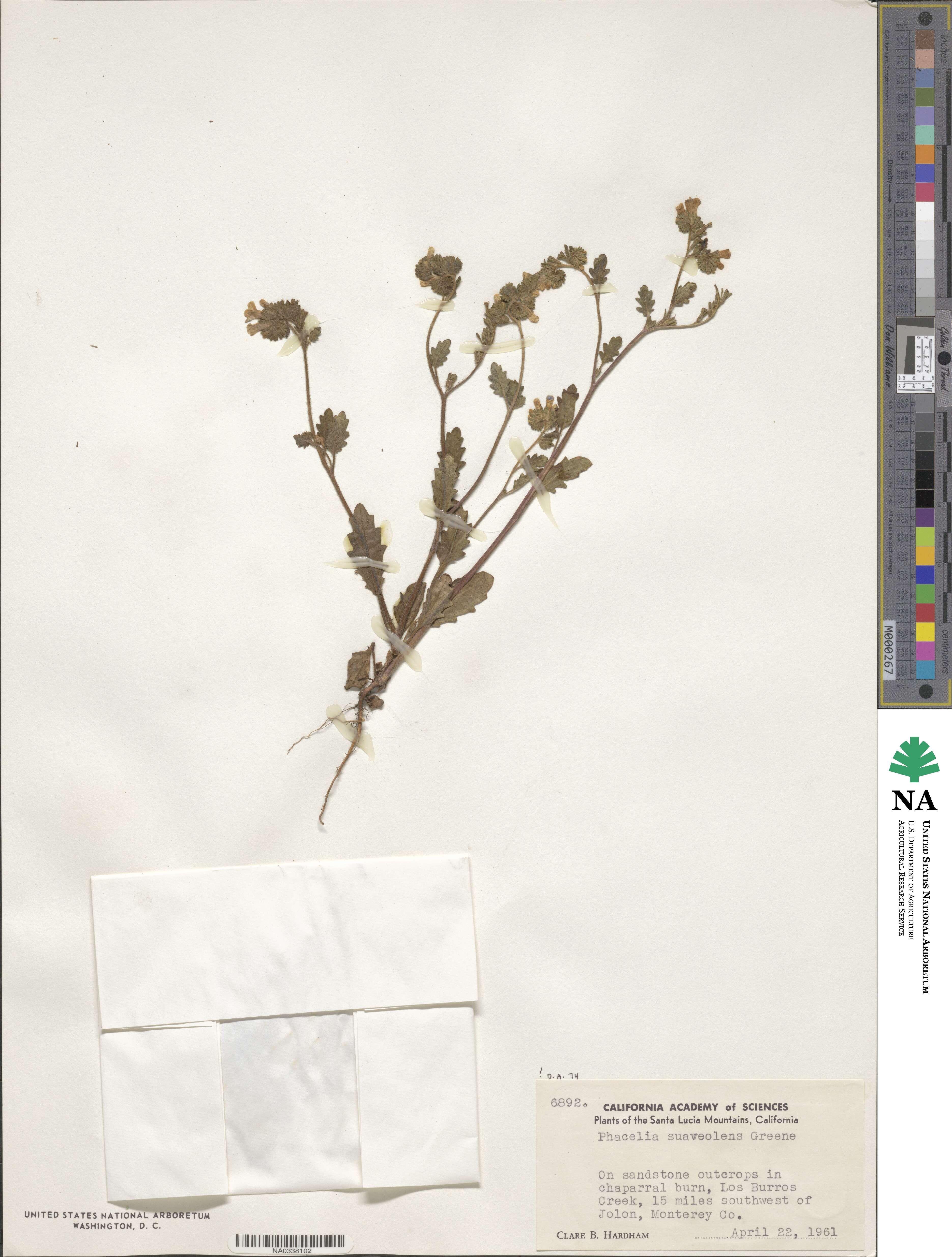 Phacelia suaveolens image