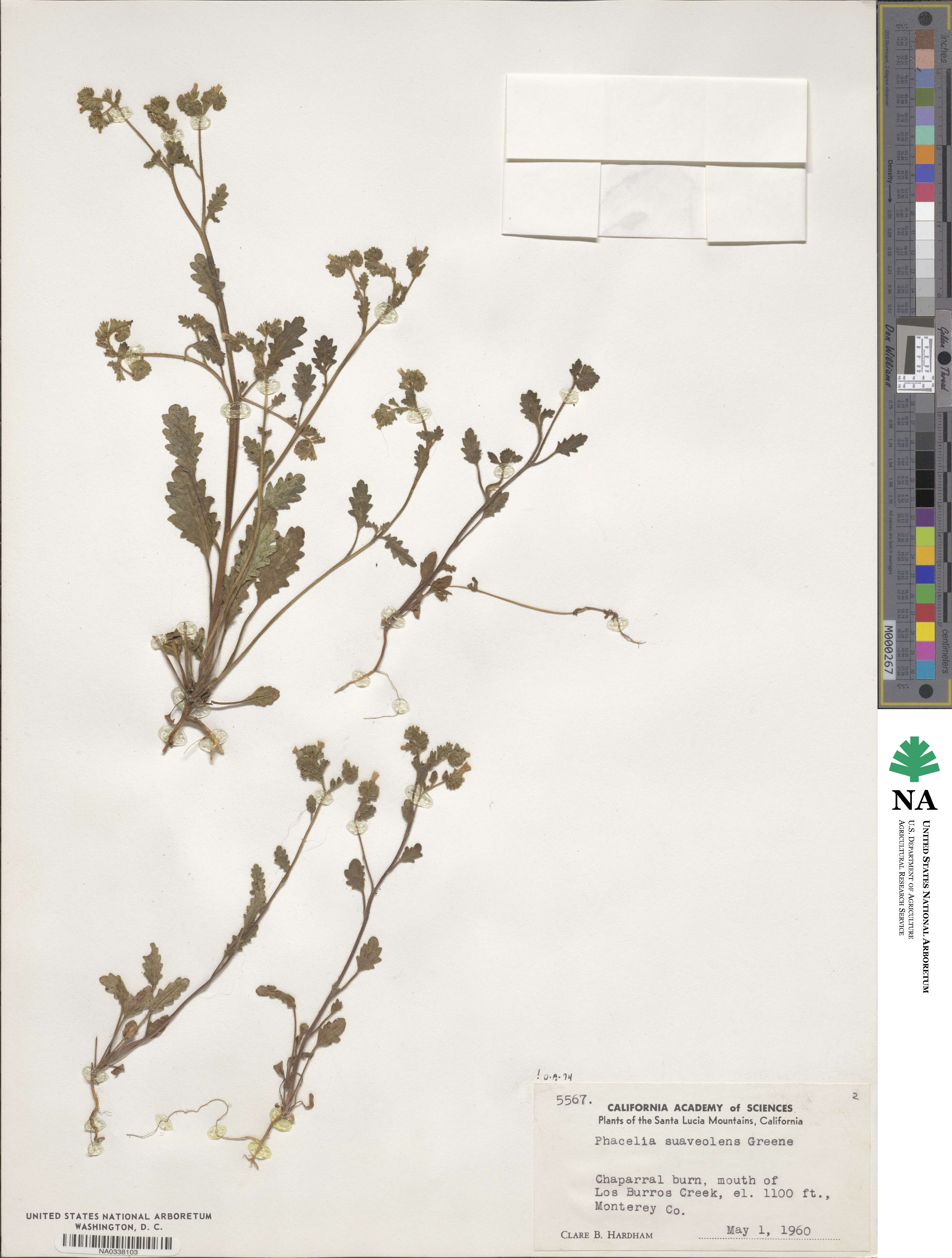 Phacelia suaveolens image