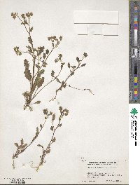 Phacelia suaveolens image