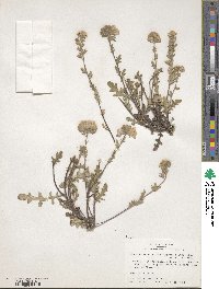 Phacelia strictiflora var. strictiflora image