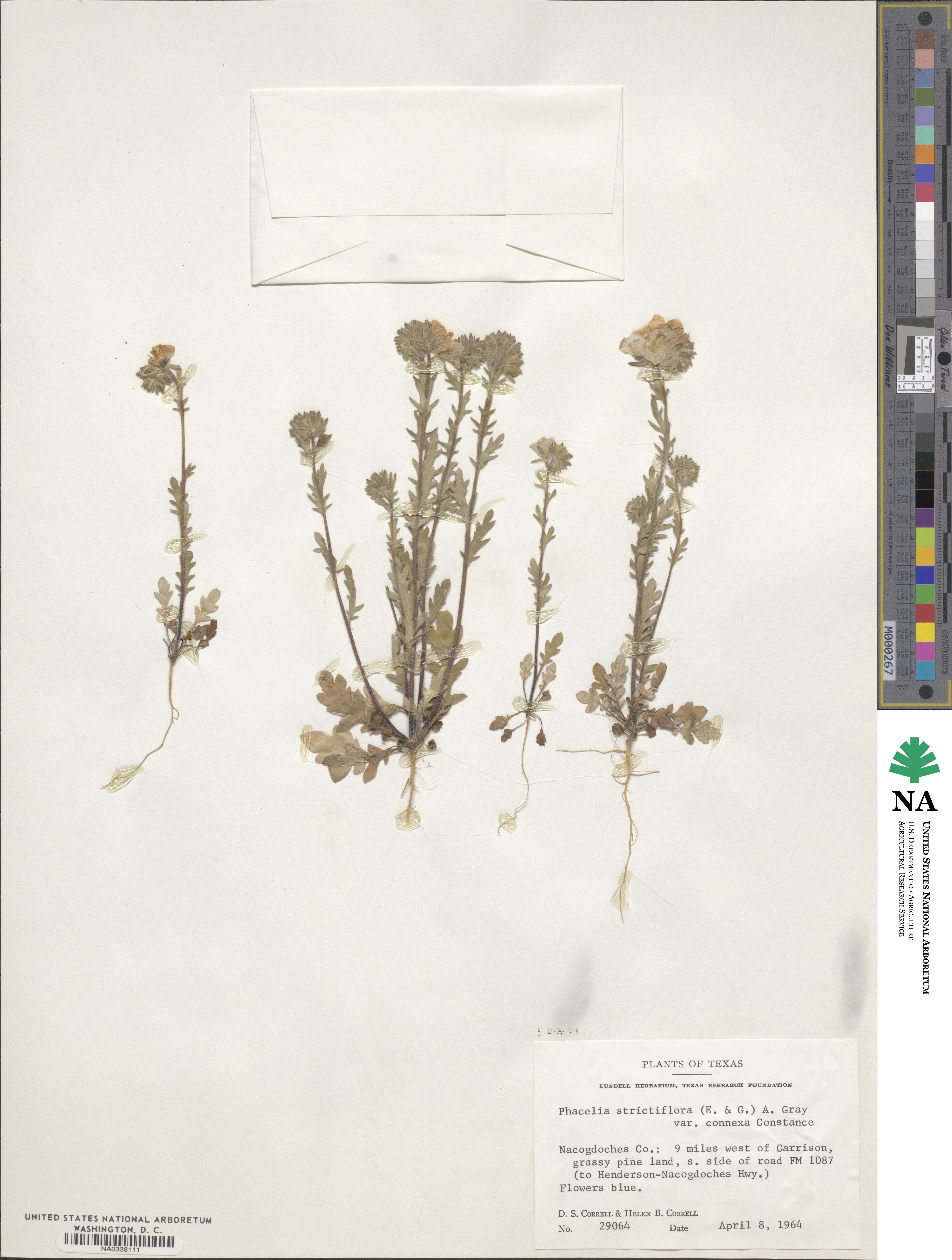 Phacelia strictiflora var. connexa image