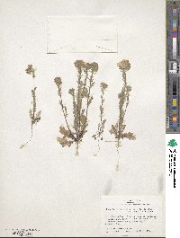 Phacelia strictiflora var. connexa image