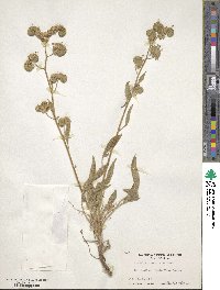 Phacelia imbricata image