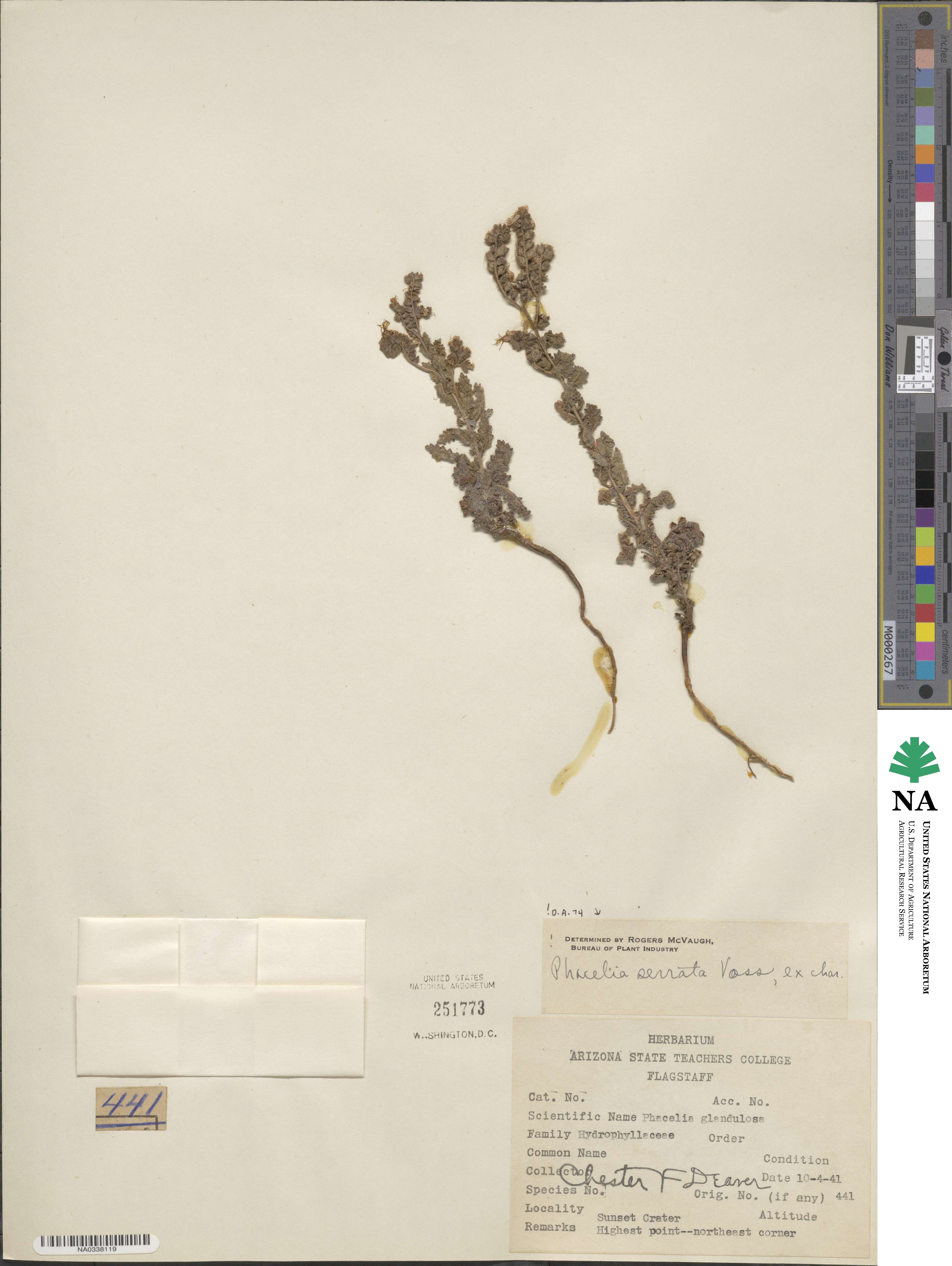 Phacelia serrata image