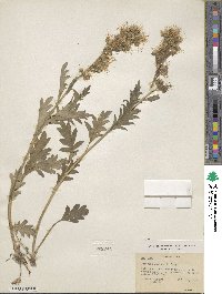 Phacelia sericea image