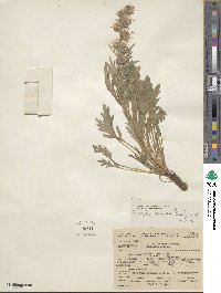 Phacelia sericea image