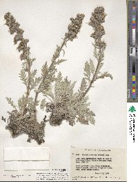 Phacelia sericea image