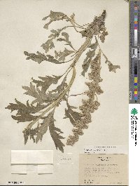 Phacelia sericea image