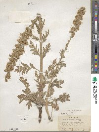 Phacelia sericea image