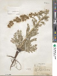 Phacelia sericea image