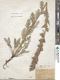 Phacelia sericea image