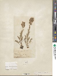 Phacelia sericea image