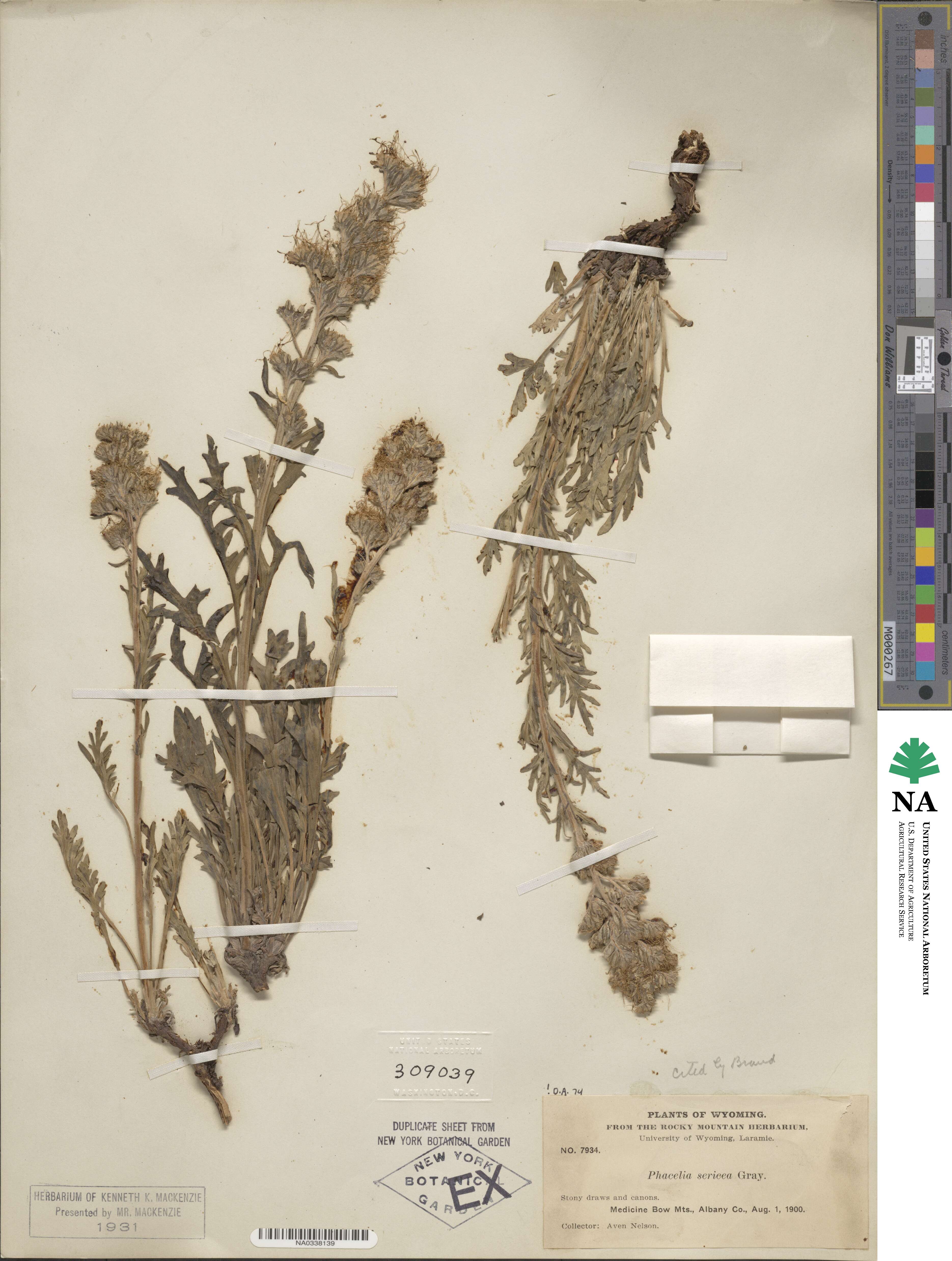 Phacelia sericea image