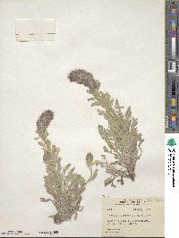 Phacelia sericea image