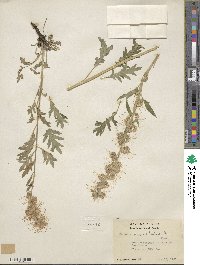 Phacelia sericea image