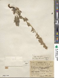 Phacelia sericea image