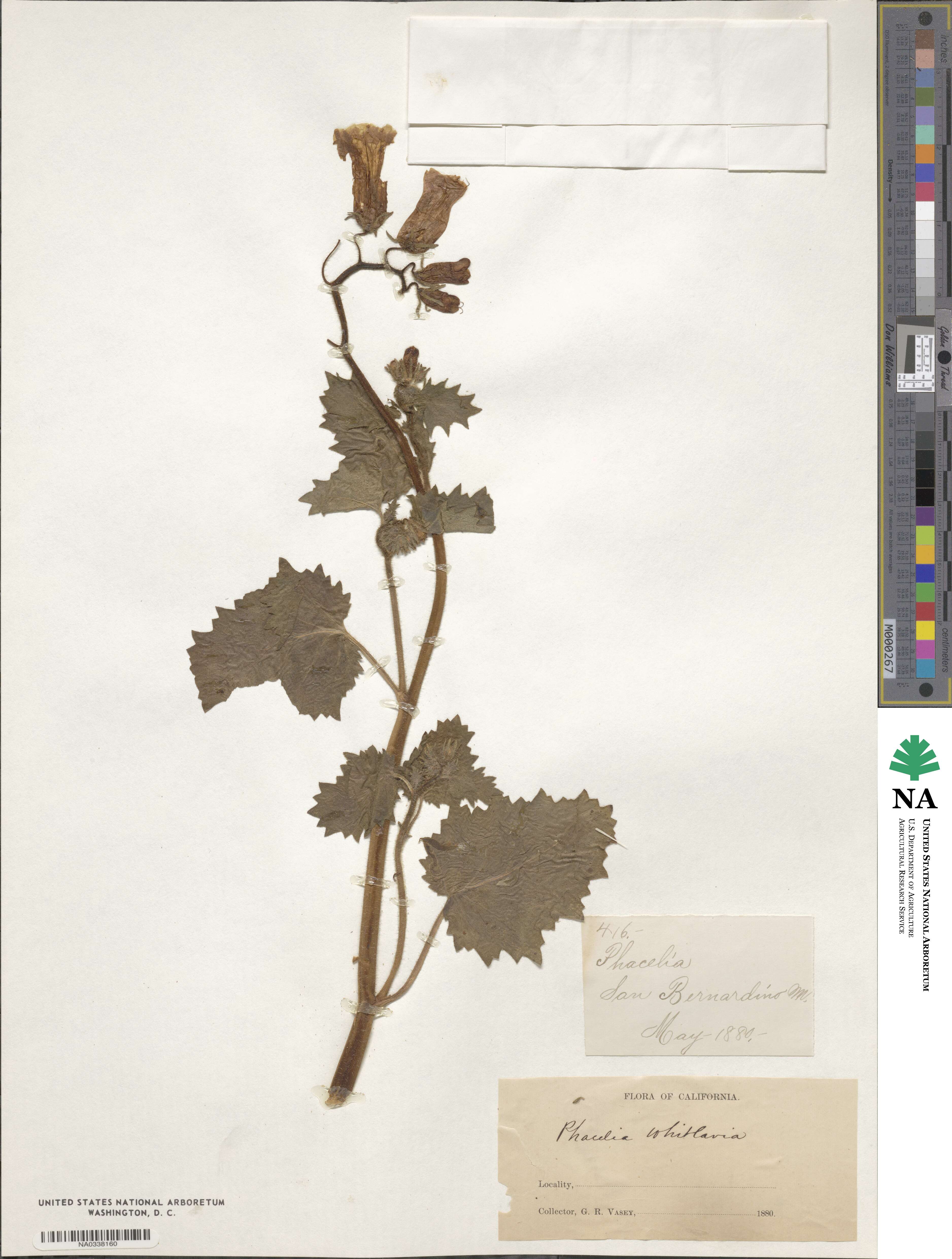 Phacelia minor image