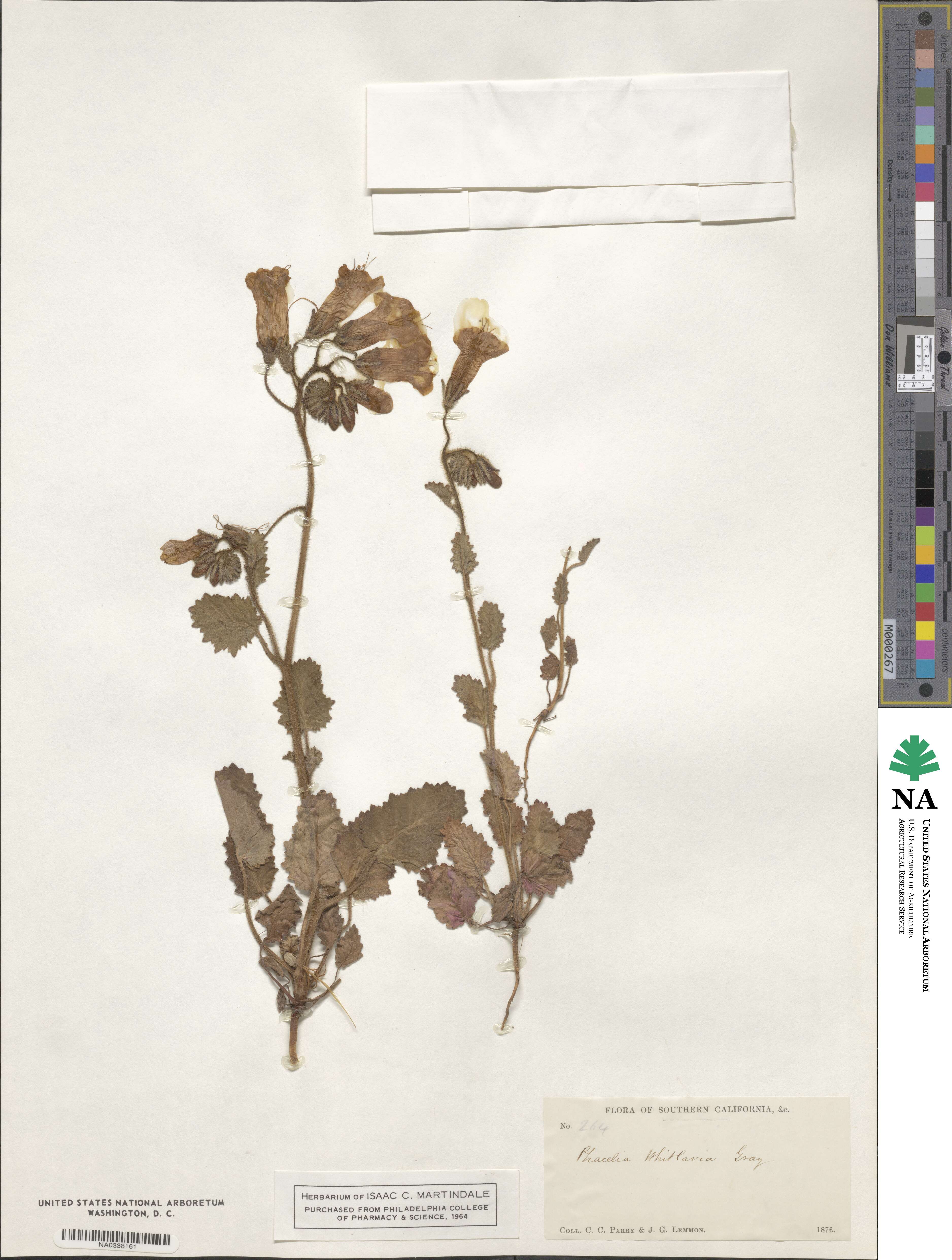 Phacelia minor image
