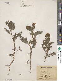 Phacelia viscida image