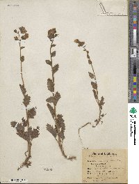 Phacelia viscida image