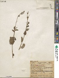 Phacelia viscida image