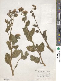 Phacelia viscida image