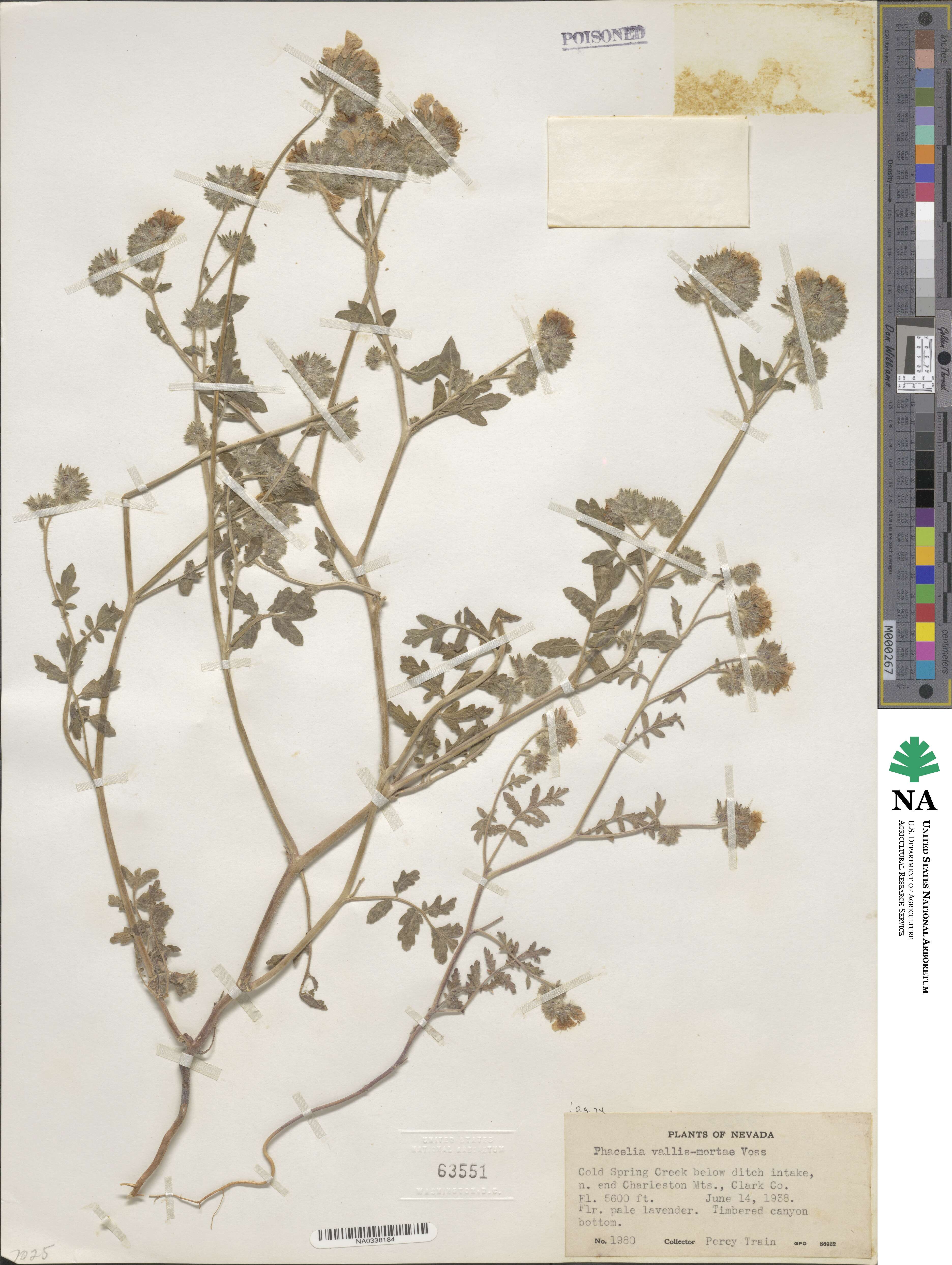Phacelia vallis-mortae image