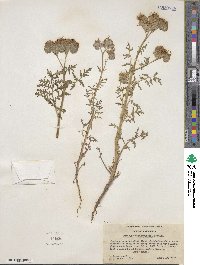 Phacelia tanacetifolia image