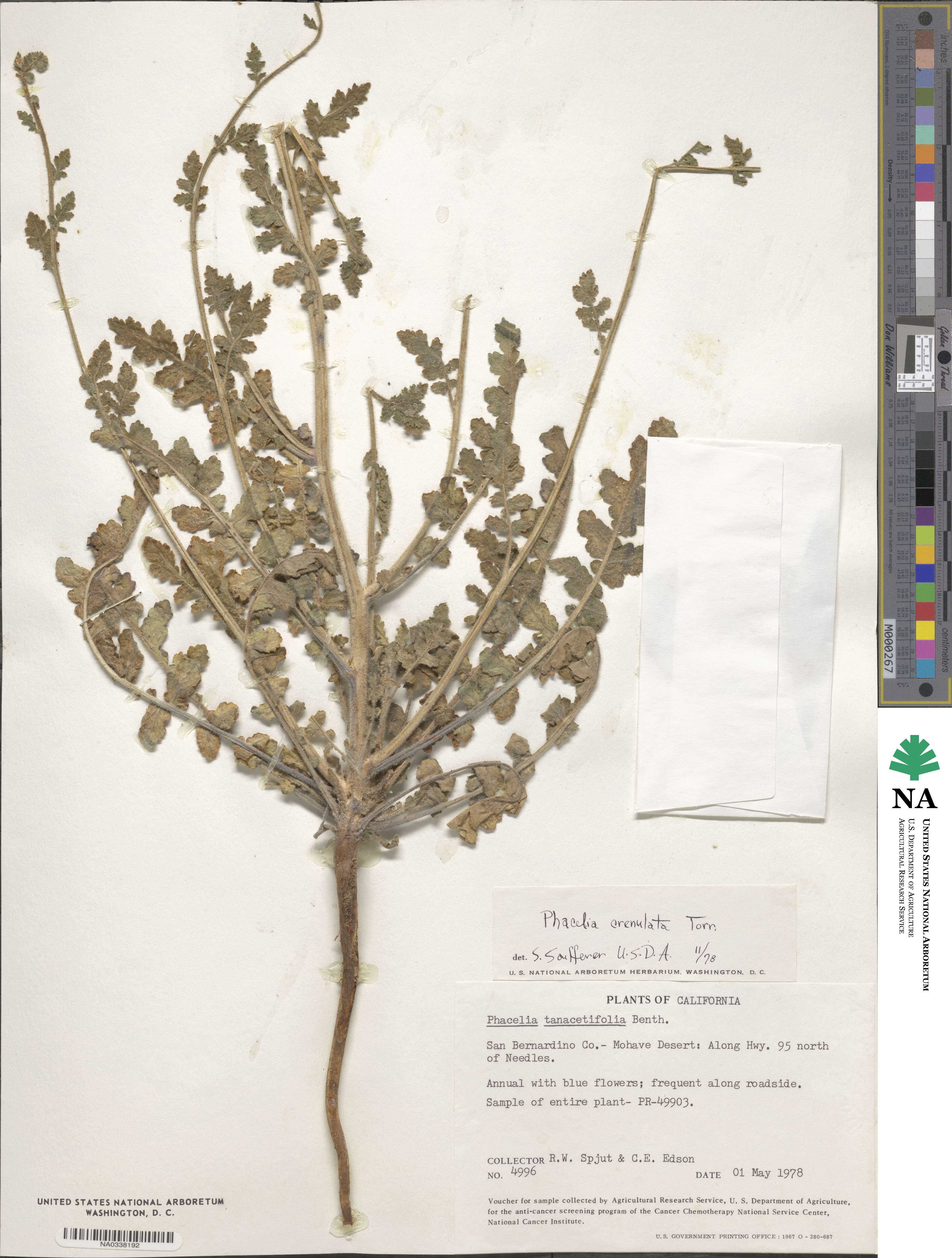 Phacelia tanacetifolia image