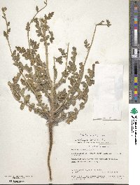 Phacelia tanacetifolia image