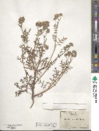 Phacelia tanacetifolia image