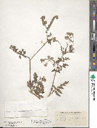 Phacelia tanacetifolia image