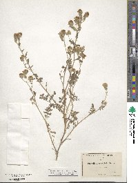 Phacelia tanacetifolia image