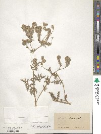 Phacelia tanacetifolia image