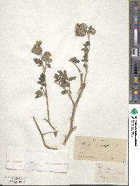 Phacelia tanacetifolia image