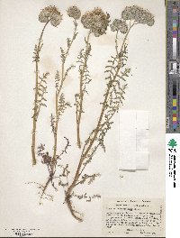 Phacelia tanacetifolia image