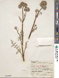 Phacelia tanacetifolia image