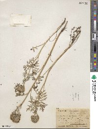 Phacelia tanacetifolia image