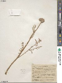 Phacelia tanacetifolia image