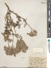 Phacelia tanacetifolia image