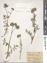 Phacelia tanacetifolia image