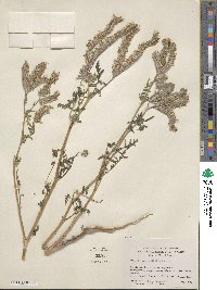 Phacelia tanacetifolia image