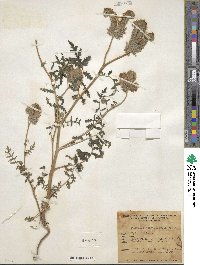 Phacelia tanacetifolia image